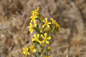 Deinandra kelloggii (Kellogg's tarplant).jpg