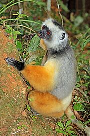 Diademed sifaka (Propithecus diadema) 2