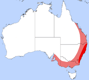 Diamond Beetle Distribution.png