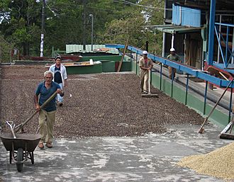 DirkvdM coffee-drying