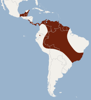 Distribution of Lampronycteris brachyotis.png