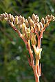 Dudleya setchellii (15390385109)