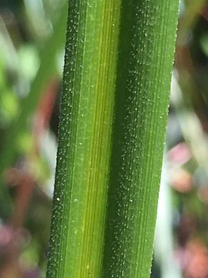 February 2017 southern Tasmania