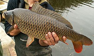 FeralCarp