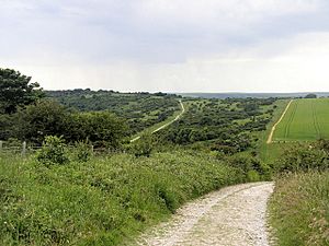 Foredown Hill, Lullington Heath, near Jevington, East Sussex - geograph.org.uk - 847098.jpg