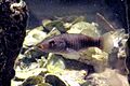 Fundulus similis longnose killifish.JPG