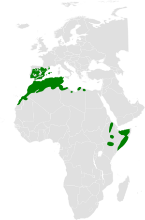 Galerida theklae distribution map.png