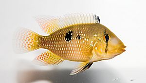 Geophagus brasiliensis c01