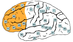 Gray726-Brodman-prefrontal.svg