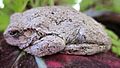 Grey Tree Frog.JPG