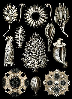 Haeckel Calcispongiae.jpg