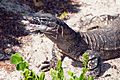 Heath goanna Varanus rosenbergii (8294973555)