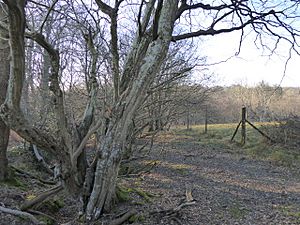 Heathfield Park SSSI (1).jpg