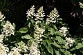 Hydrangea paniculata IMG 6629