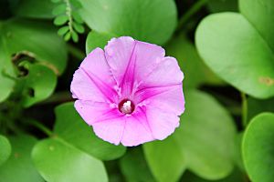 Ipomoea pes-caprae (4) 1200