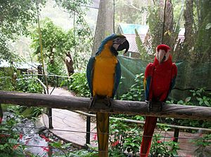 Kuranda Birdworld Cairns