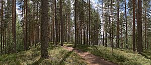 Leivonmäki National Park I