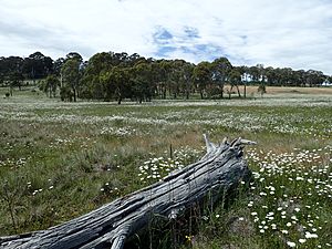 Leucanthemum vulgare infestation