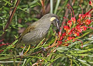 Lewin's Honeyeater on Grevillea JCB