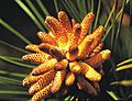 Loblolly male flowers