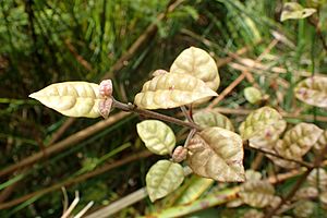 Lophomyrtus bullata kz1