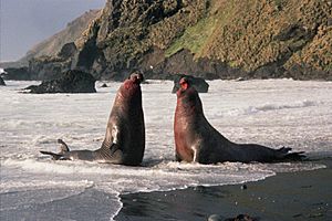 MacquarieIslandElephantSeal