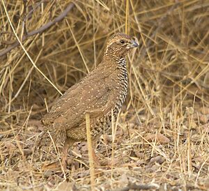 Male Rock Bush Quail