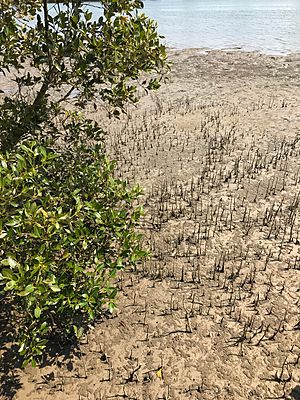 Mangroves at Urunga, NSW