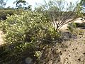 Melaleuca scalena habit)