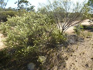 Melaleuca scalena habit).JPG