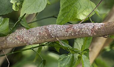 Mossy leaf-tailed gecko (Uroplatus sikorae) Montagne d’Ambre 2