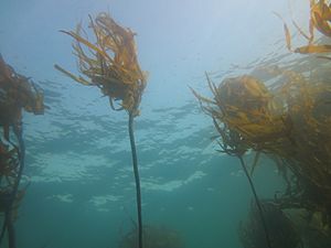 Nereocystis luetkeana at Caspar Point, California