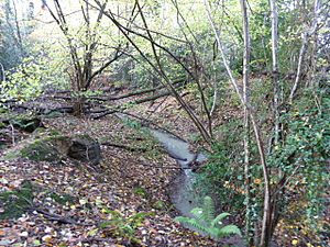 Netherside Stream Outcrops 2.jpg