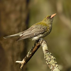 Olive-backed Oriole - Crossroads Reserve.jpg