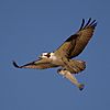 Pandion haliaetus -fish -Texas-8-4c.jpg