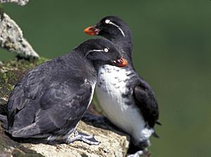 Parakeetauklets2.jpg