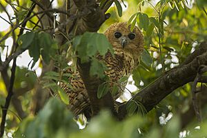 Pel's Fishing-Owl - Malawi