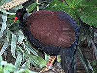 Pheasant pigeon arp