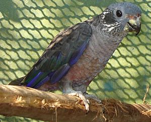 Pionus fuscus-0.jpg