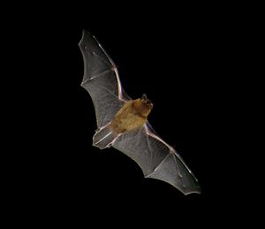 Pipistrellus flight2