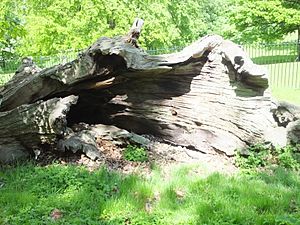 Queen Elizabeth's Oak Greenwich Park 6386