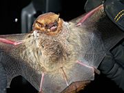 Seminole Bat (7351768292).jpg