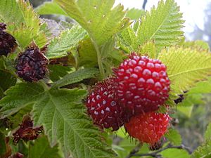 Starr 040723-0303 Rubus hawaiensis.jpg