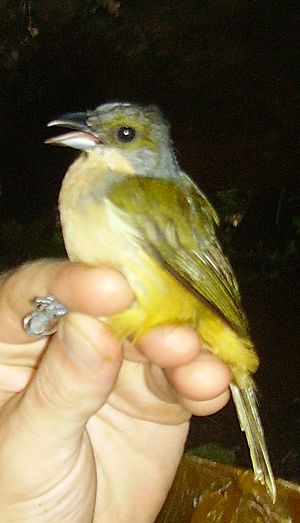 Tachyphonus surinamus female ecuador.jpg