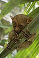 Tarsier-GG