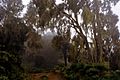 Timberline forest with lichens