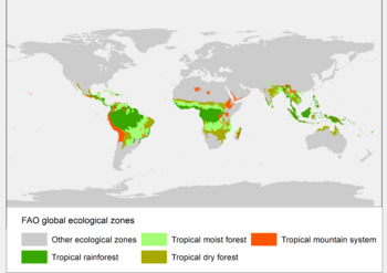 Tropical forests