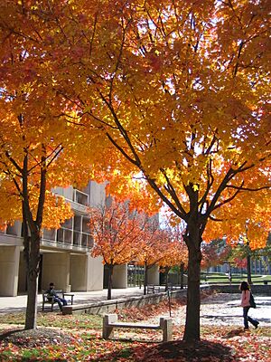 UMBC in autumn