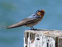 Welcome Swallow - Cairns