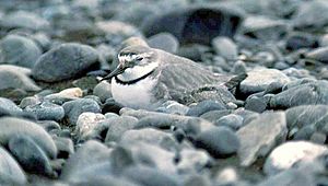 Wrybill sitting on eggs.jpg